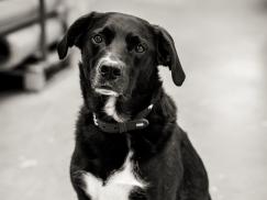 Nilo Gutelaundhund