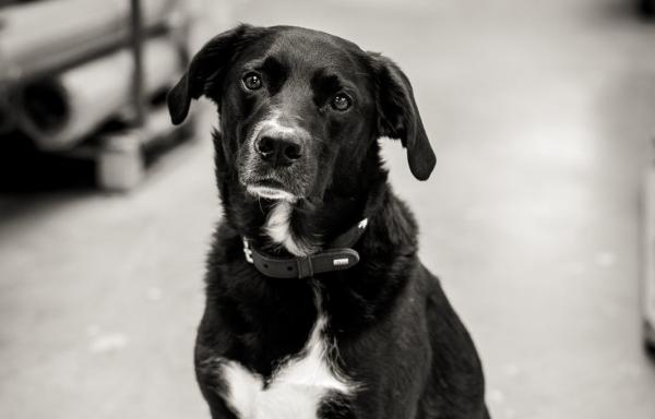 Nilo Gutelaundhund